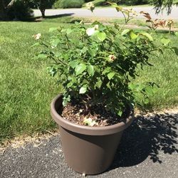 Potted Flower Rose 