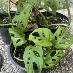 Monstera Adansonii 