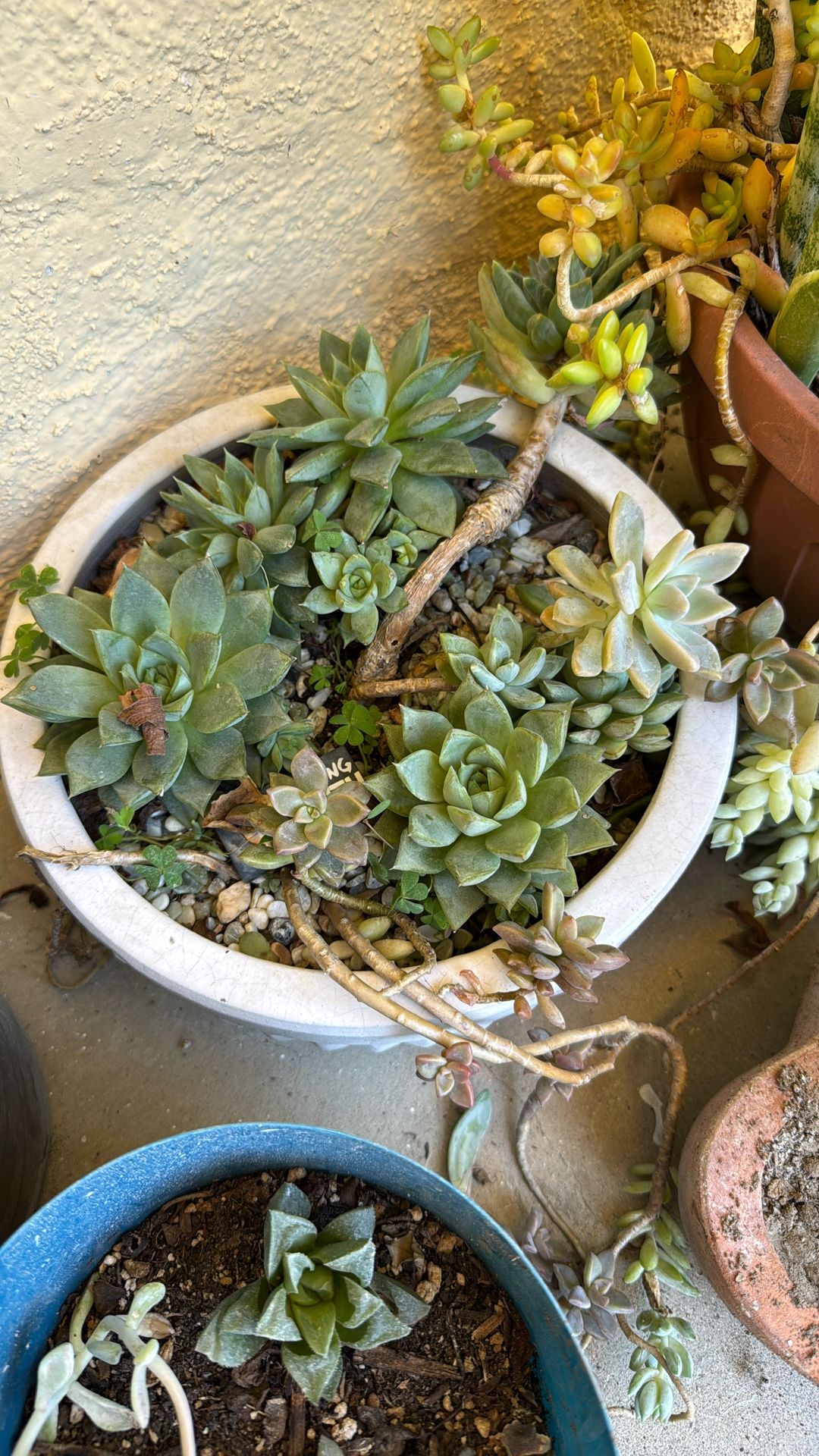 Succulents