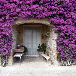 Purple bougainvilleas 🪴💜