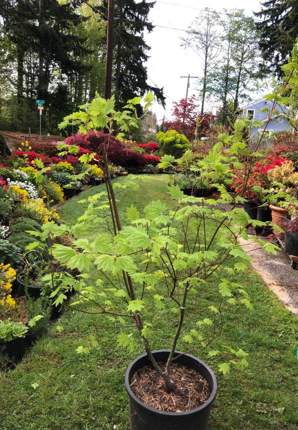 Vine Maple tree for sale for Sale in Everett, WA OfferUp