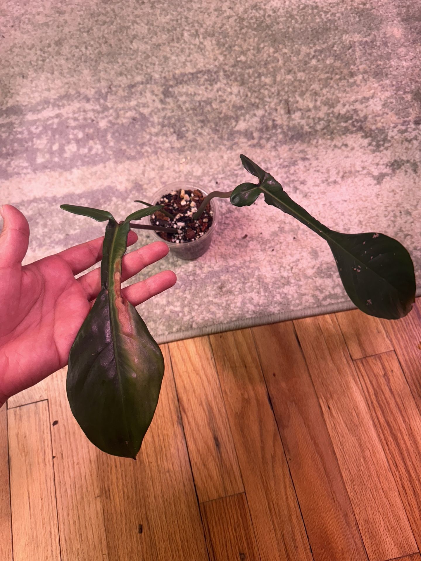 Live Plant Joepii