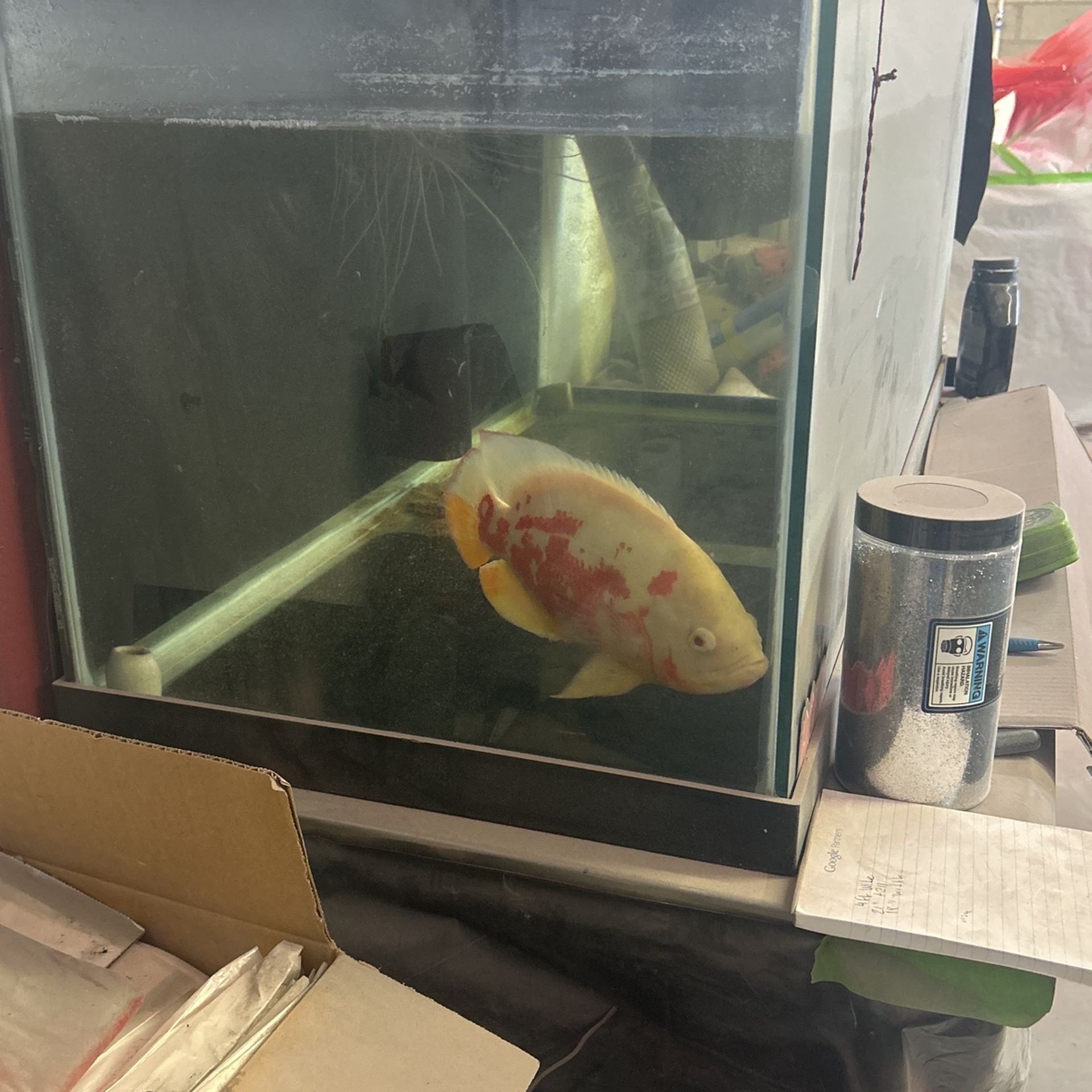 Pecera Con Un Pescado