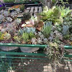 Suculenta s $10 cada una