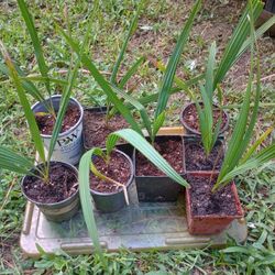 Cold Hardy Sabal Minor Palm Tree Plants (pls Read Description Below)
