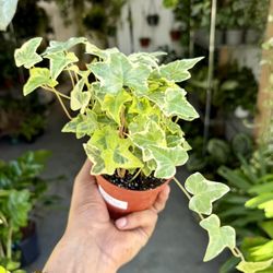 4” Ivy ‘Gold Child’ $9.99💛💚💛