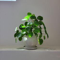 Chinese Money Plant For Sale