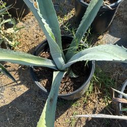 Agave