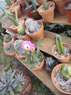Hedgehog Cactus 