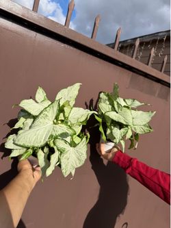 4” xl syngonium Polly