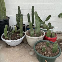 Rare Healthy Opuntia Consolea Rubescens Or Road Kill Cactus Plants in 1 gallon planters