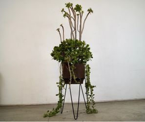 1950’s Midcentury Modern Hairpin Plant Stand Planter