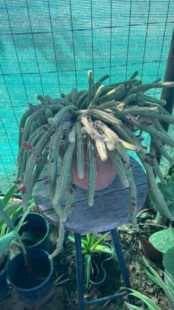 Peanut cactus orange color in 8 in pot terracotta