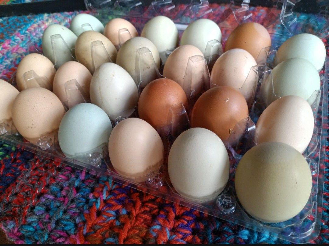 Fresh Chicken Eggs