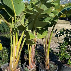 Bird of Paradise Plant 
