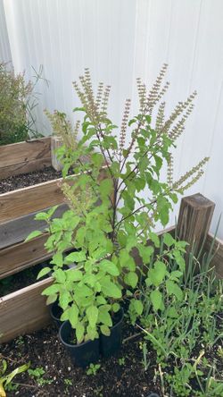 Tulsi