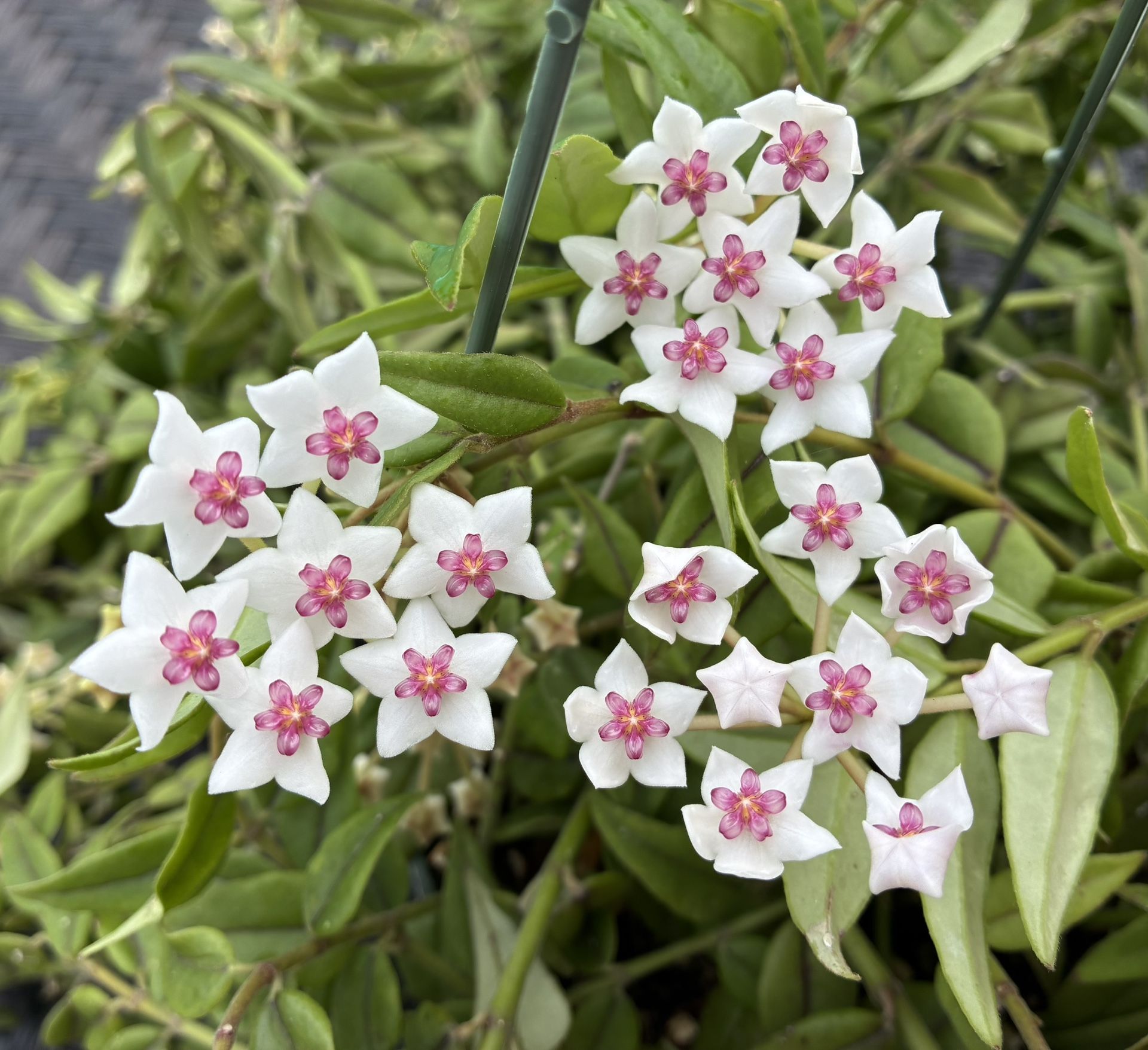 Hoya Bella - Blooming
