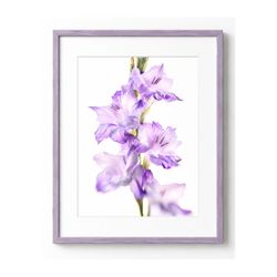 Purple Gladiolus Fine Art Print – Soft Botanical Wall Art | 8.5x11 Print in 11x14 Mat | Minimalist Floral Decor | Gift for Nature Lovers
