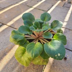 African Violet Plant ROOTED