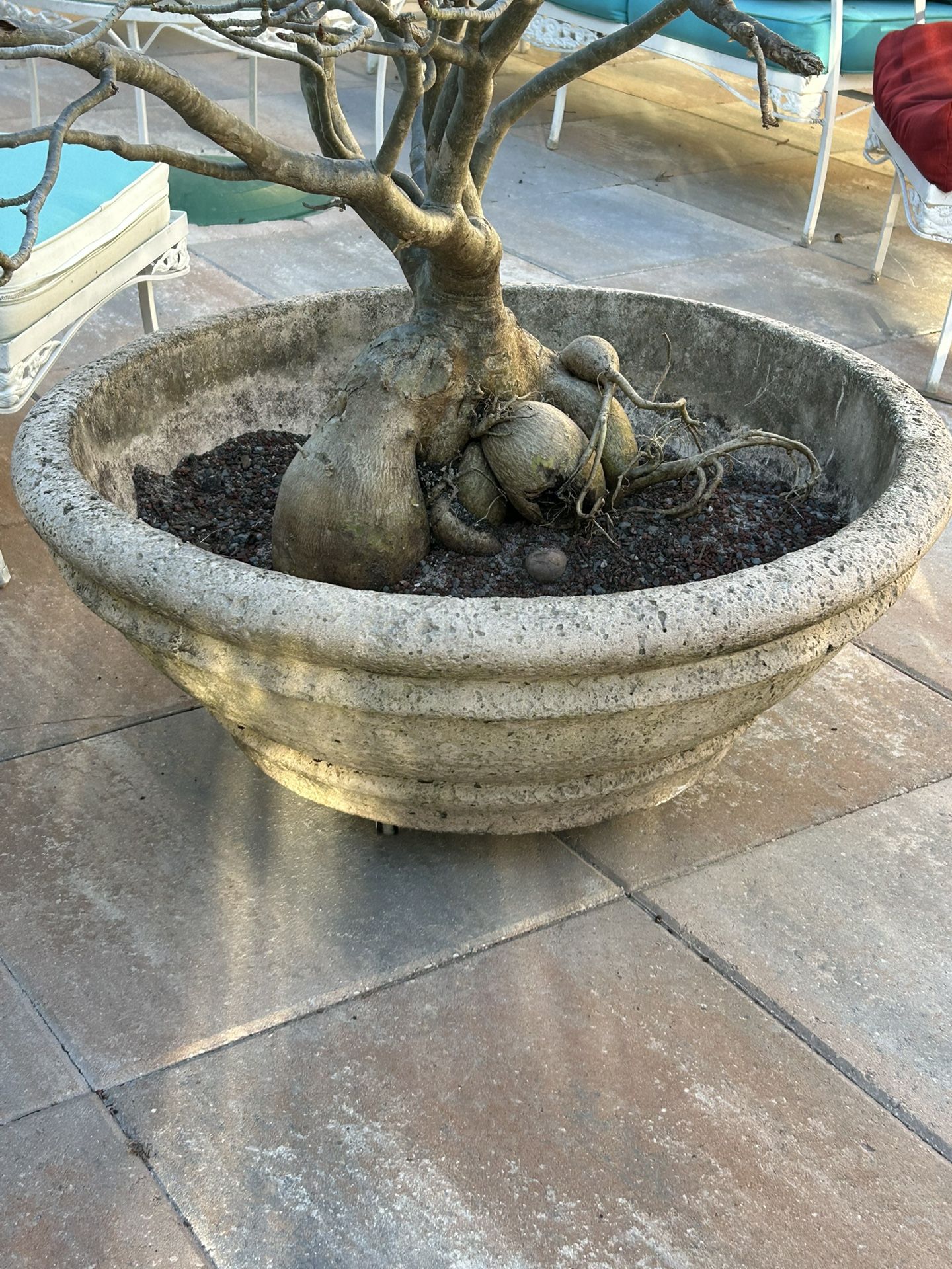 Set of 3 Extra Large, Heavy Comcrete Bonsai Pots / Planters 32” diameter ( No Plants)