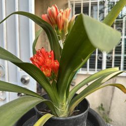 Clivia