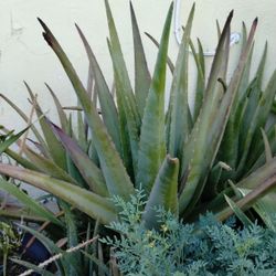 Tengo Bastantes Matas De Sábila De La Mejor La Original  Ala Venta Precios Varían De Pende El Tamaño 