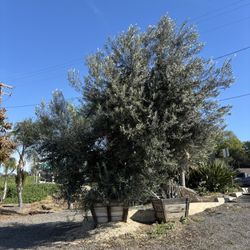 Olive Tree 