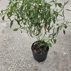 Chile De Arbol