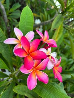 Plumeria cuttings 1 to 3 feet long