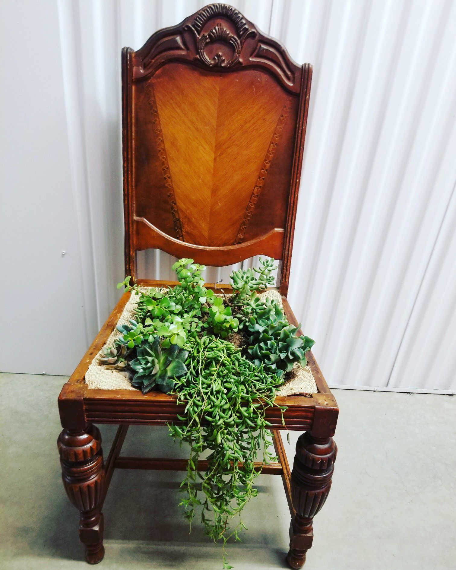 Antique chair with succulents