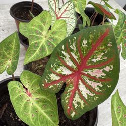 Caladium Live Plant 4” inch Pot Houseplant Colorful Foliage - 5 each