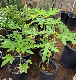 Mexican Papaya Trees In One Gallón $25 Each Price Firm