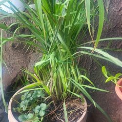 Lemon  Tea Grass/ Te De Limon