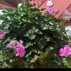 Lavander Ivy Geranium 