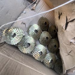 Collated Coil Roofing Nails 