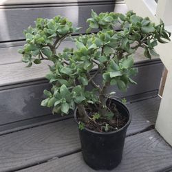 Succulent plant