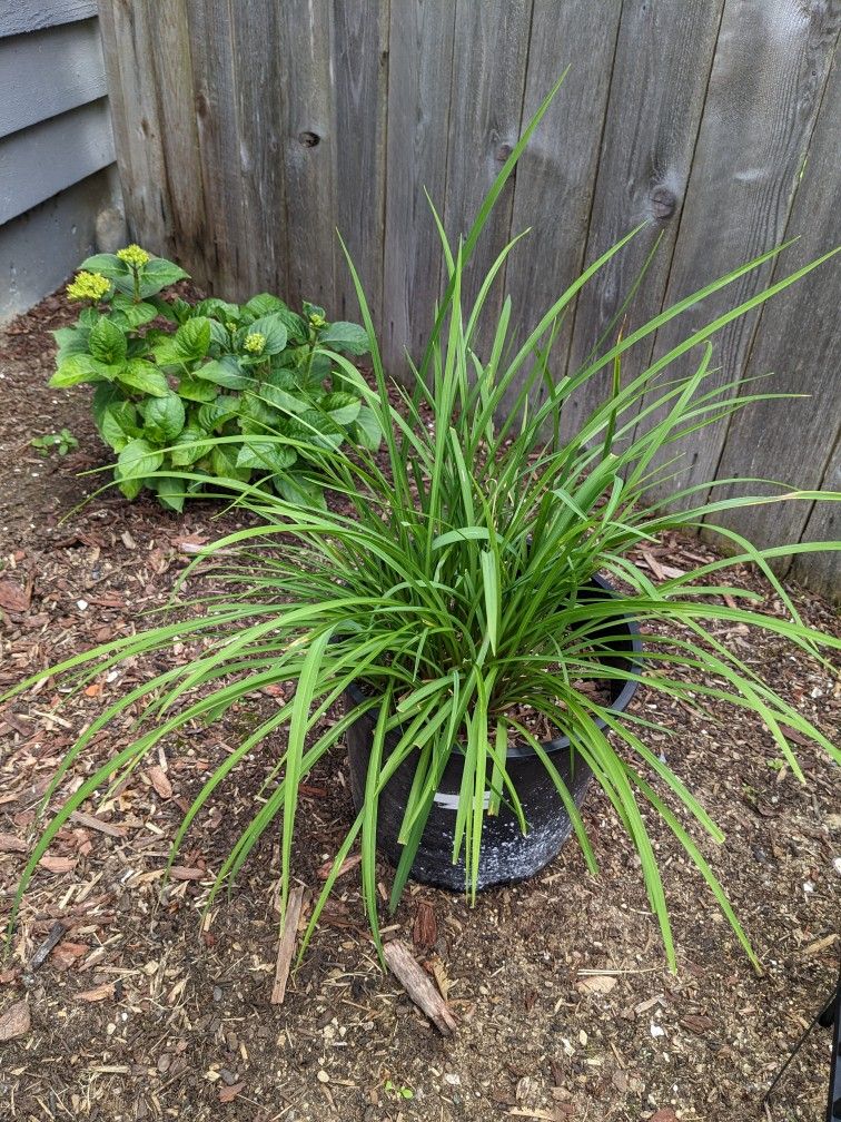 Various Plants For Sale -$2-$15. See Listing For Details.