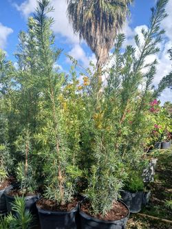 Podocarpus Hedges 5.5-6ft $45