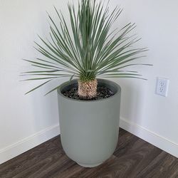 Blue. Yucca. Restrada