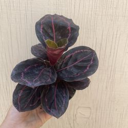4” Calathea Dottie