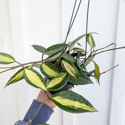 Hoya Macrophylla Inner Variegated Pot of Gold Plant 6" Pot - Indoor House Plants