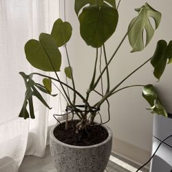Indoor Plant Monstera