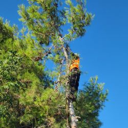 Se Poda Y Se Remueve Árboles Y Palmas 