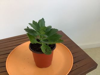 Kalanchoe Widow's-thrill – Young Succulent Plant