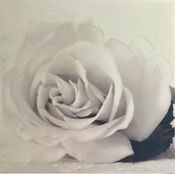 Rose Picture