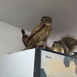 Owl Mount
