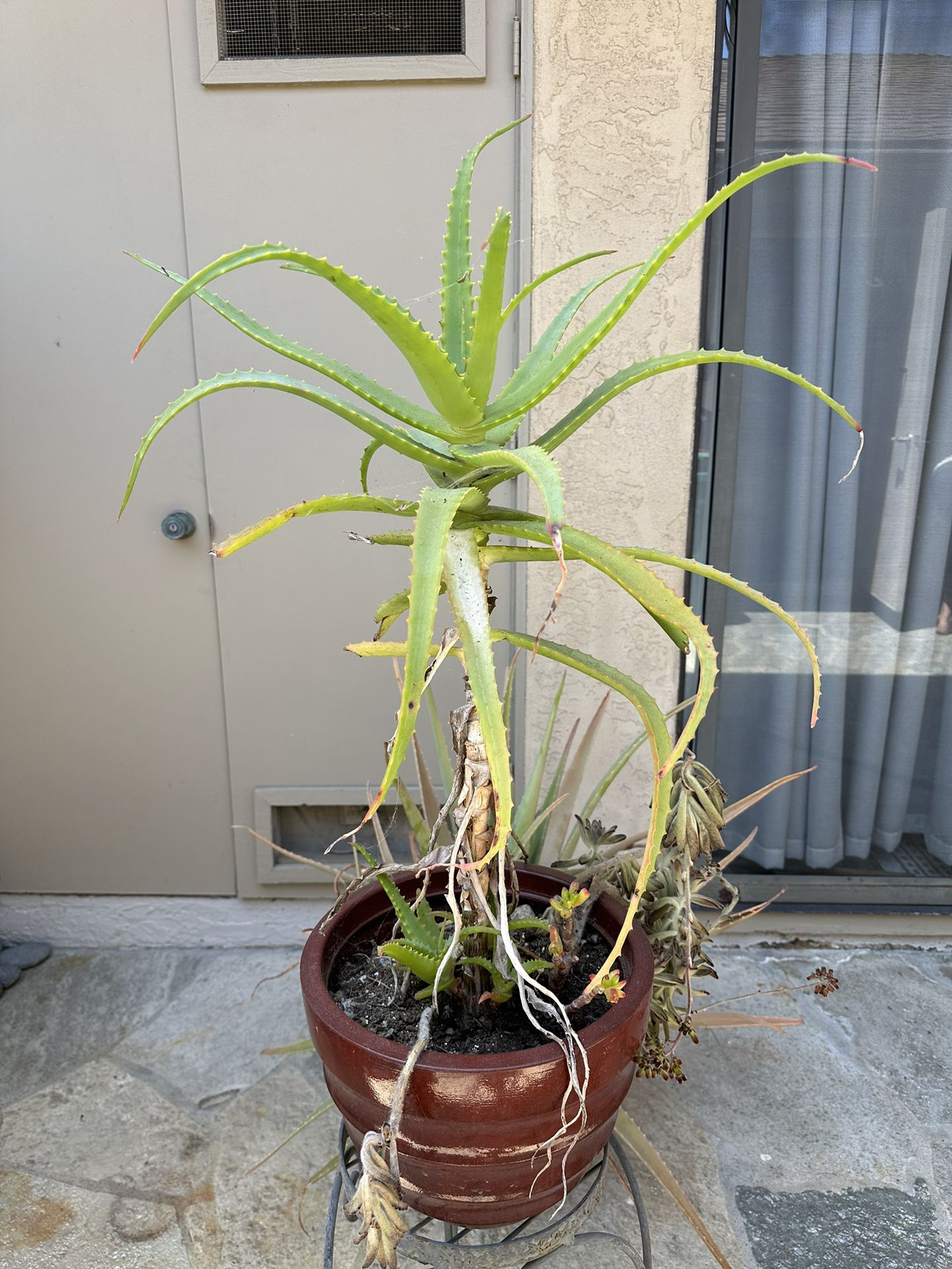 Aloe Plant And Pot