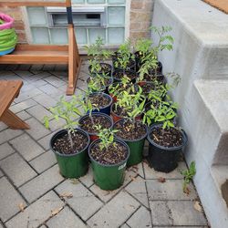 tomato plants (black krim)