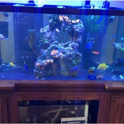 Reef tank