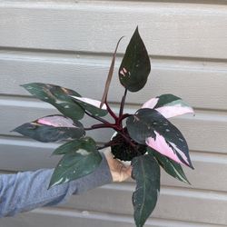 4” Tall Pink Princess Philodendron